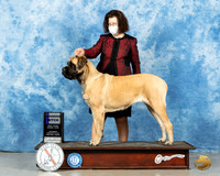 Mastiff #22 Sat WB Judge Dr Erik Liebes