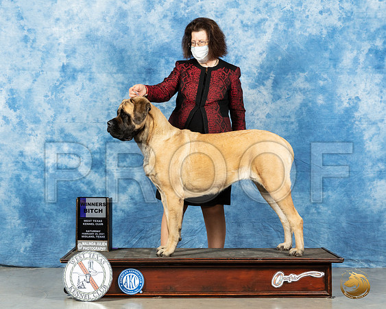 Mastiff #22 Sat WB Judge Dr Erik Liebes_MMJ_0907_Mdlnd21_HR3