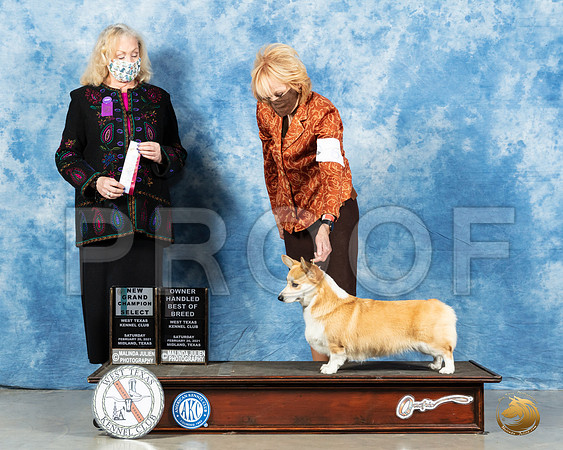 Pembroke Welsh Corgi #6 Sat OHBOB Judge Kimberly Meredith_MMJ_0895_Mdlnd21_HR3