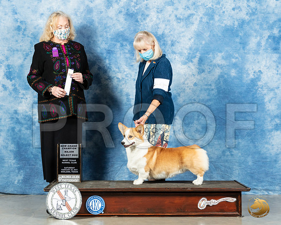 Pembroke Welsh Corgi #9 Sat SD Judge Kimberly Meredith_MMJ_0900_Mdlnd21_HR3