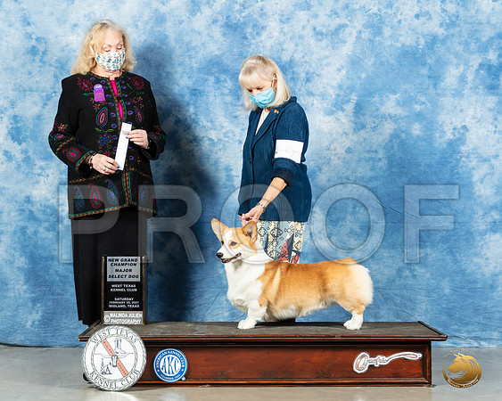 Pembroke Welsh Corgi #9 Sat SD Judge Kimberly Meredith_MMJ_0901_Mdlnd21_HR3