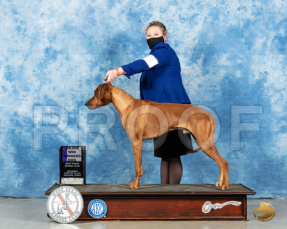 Rhodesian Ridgeback #43 Sat WD Judge Harold Tatro_MMJ_0915_Mdlnd21_HR3
