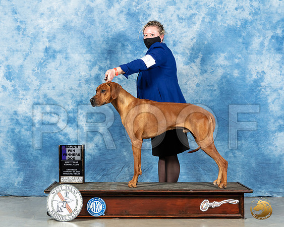 Rhodesian Ridgeback #43 Sat WD Judge Harold Tatro_MMJ_0917_Mdlnd21_HR3
