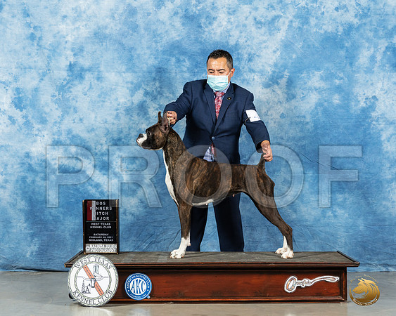 Boxer #6 Sat BOS Judge Carolyn Herbel_MMJ_1042_Mdlnd21_HR3
