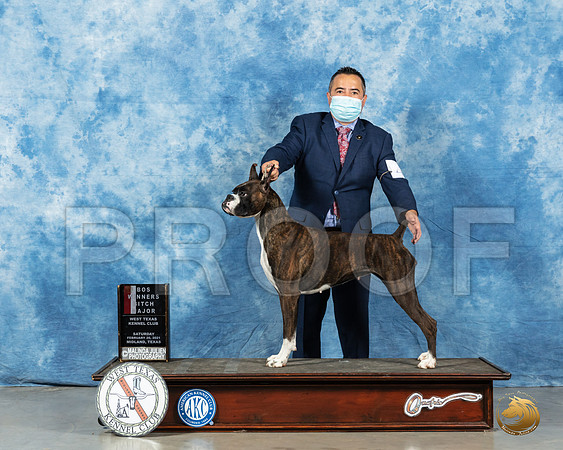 Boxer #6 Sat BOS Judge Carolyn Herbel_MMJ_1043_Mdlnd21_HR3