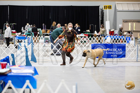 Bullmastiff #8 Sat Rings__MJ_0969_Mdlnd21_HR3