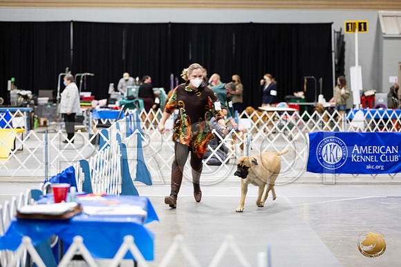 Bullmastiff #8 Sat Rings__MJ_0972_Mdlnd21_HR3