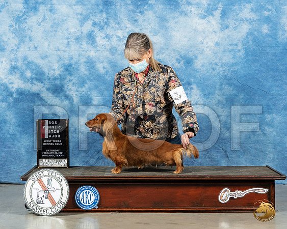 Dachshund Longhair #30 Sat BOS Judge Peggy Lloyd_MMJ_1037_Mdlnd21_HR3