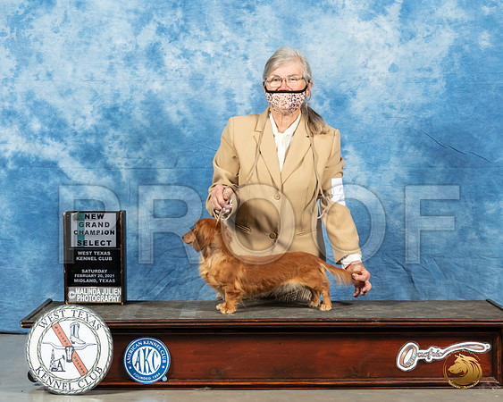 Dachshund Longhaired #23 Sat SB Judge Peggy Lloyd_MMJ_1065_Mdlnd21_HR3