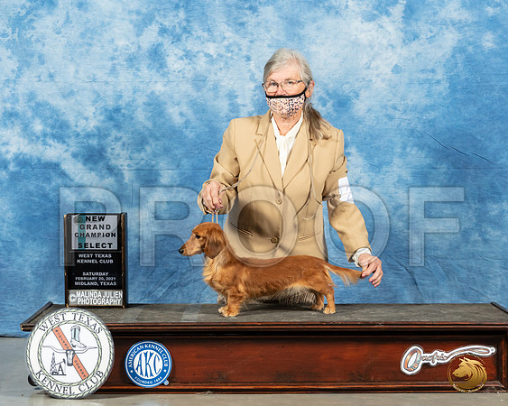 Dachshund Longhaired #23 Sat SB Judge Peggy Lloyd_MMJ_1069_Mdlnd21_HR3