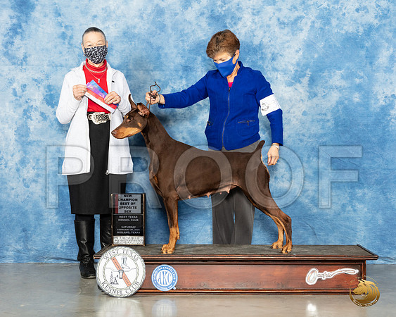 Doberman Pinscher #30 Sat BOS Judge Carolyn Herbel_MMJ_0984_Mdlnd21_HR3
