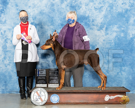 Doberman Pinscher #? Sat BOW Judge Carolyn Herbel_MMJ_0982_Mdlnd21_HR3