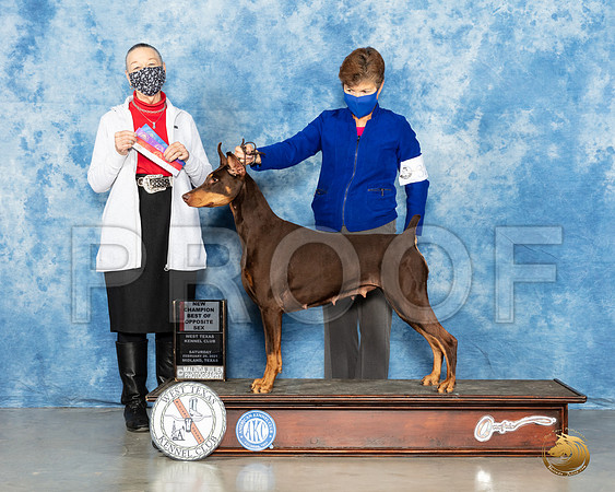 Doberman Pinscher #30 Sat BOS Judge Carolyn Herbel_MMJ_0986_Mdlnd21_HR3