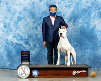 Dogo Argentino #10 BOS Sat Judge Dr Erik Liebes