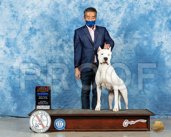 Dogo Argentino #10 BOS Sat Judge Dr Erik Liebes_MMJ_1026_Mdlnd21_HR3