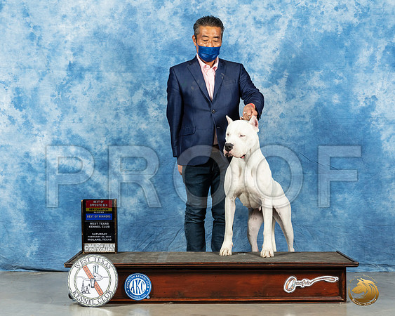 Dogo Argentino #10 BOS Sat Judge Dr Erik Liebes_MMJ_1027_Mdlnd21_HR3
