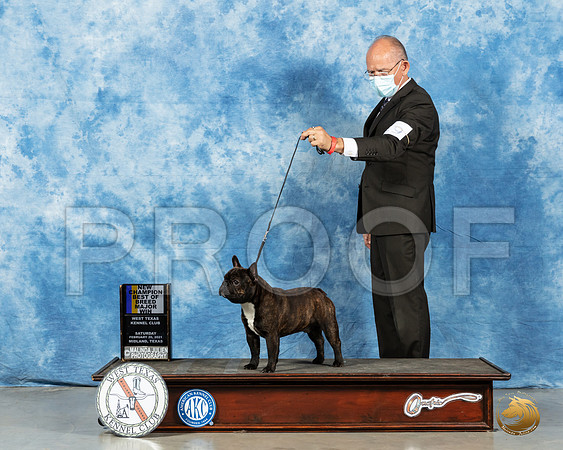 French Bulldog #19 Sat BOB Judge Dr Steve Keating_MMJ_1015_Mdlnd21_HR3