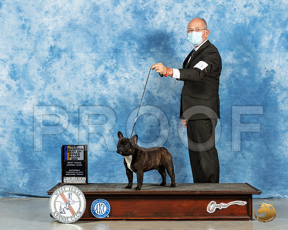 French Bulldog #19 Sat BOB Judge Dr Steve Keating_MMJ_1017_Mdlnd21_HR3
