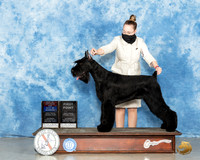 Giant Schnauzer #9 Sat BOW BOS Judge Dr Erik Liebes