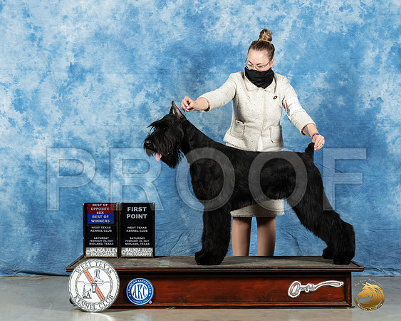 Giant Schnauzer #9 Sat BOW BOS Judge Dr Erik Liebes_MMJ_1009_Mdlnd21_HR3