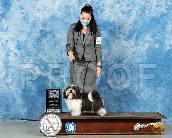 Havanese #5 Sat BOB Judge Ted Eubanks_MMJ_1021_Mdlnd21_HR3