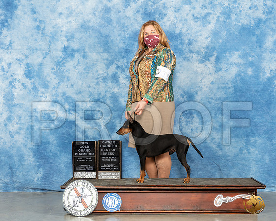 Manchester Terrier Std #15 Sat BOV Judge Denny Mounce_MMJ_1000_Mdlnd21_HR3
