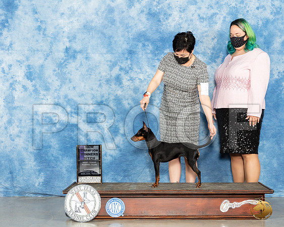 Manchester Terrier Std #18 Sat WB Judge Denny Mounce_MMJ_0992_Mdlnd21_HR3