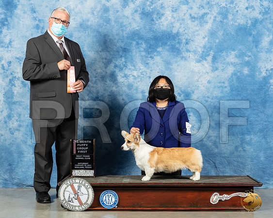 Pembroke Welsh Corgi #38 Sat 4to6G1 Judge John Booth_MMJ_1076_Mdlnd21_HR3