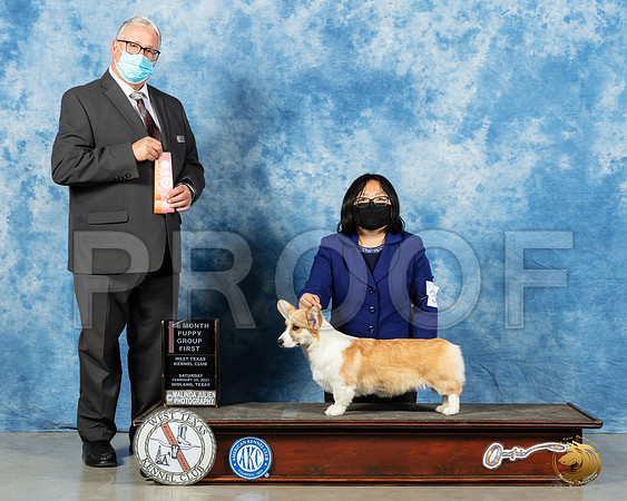 Pembroke Welsh Corgi #38 Sat 4to6G1 Judge John Booth_MMJ_1077_Mdlnd21_HR3
