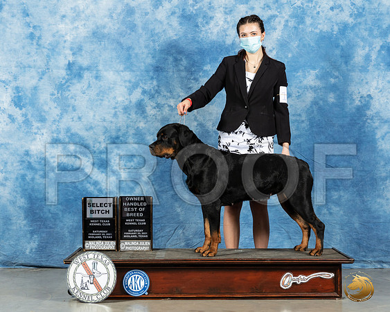 Rottweiler #10 Sat BOBOH SB Judge Dr Erik Liebes_MMJ_1031_Mdlnd21_HR3