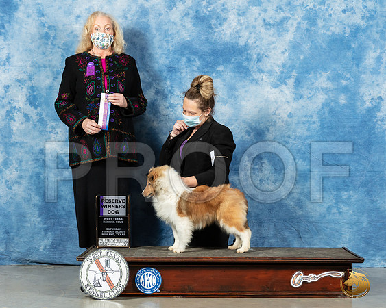 Shetland Sheepdog #45 Sat RWD Judge Kimberly Meredith_MMJ_1052_Mdlnd21_HR3