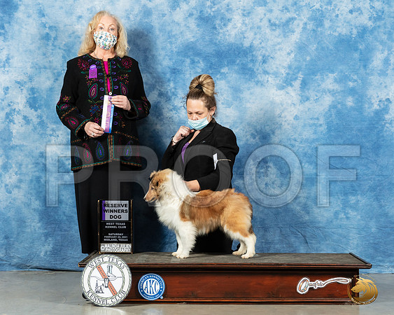 Shetland Sheepdog #45 Sat RWD Judge Kimberly Meredith_MMJ_1053_Mdlnd21_HR3