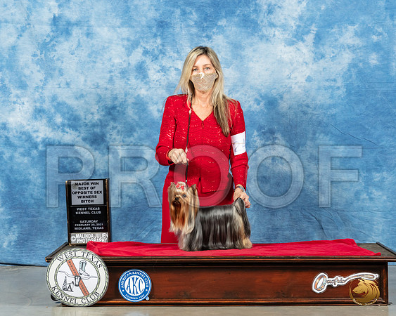 Yorkshire Terrier #24 Sat WB Judge Charles Olvis_MMJ_1084_Mdlnd21_HR3