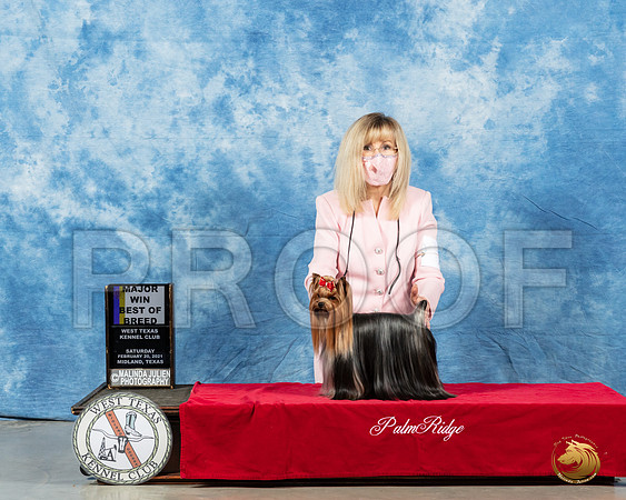 Yorkshire Terrier #7 Sat BOB OHBOB Judge Charles Olvis_MMJ_1091_Mdlnd21_HR3