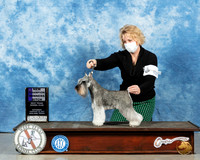Miniature Schnauzer #6 Sat WB Judge Denny Mounce