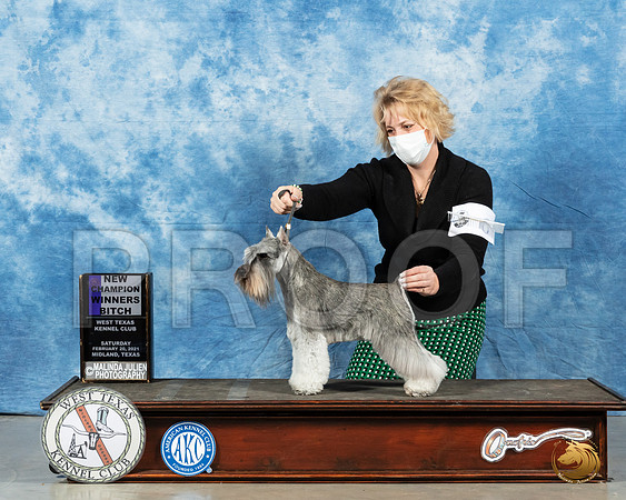Miniature Schnauzer #6 Sat WB Judge Denny Mounce_MMJ_1102_Mdlnd21_HR3