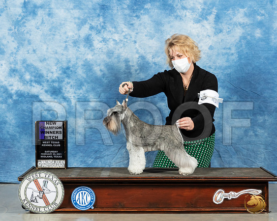 Miniature Schnauzer #6 Sat WB Judge Denny Mounce_MMJ_1104_Mdlnd21_HR3