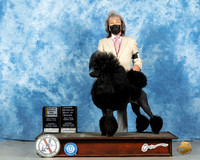 Poodle Std #6 BOV Judge Dr Steve Keating