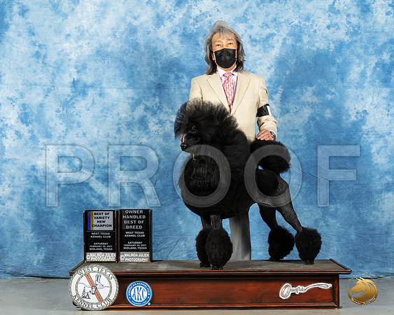 Poodle Std #6 BOV Judge Dr Steve Keating_MMJ_1115_Mdlnd21_HR3