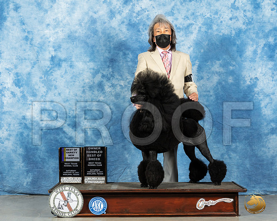 Poodle Std #6 BOV Judge Dr Steve Keating_MMJ_1117_Mdlnd21_HR3