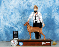 Vizsla #40 Sat BOS Judge Nancy Simmons