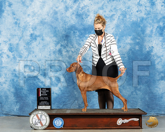 Vizsla #40 Sat BOS Judge Nancy Simmons_MMJ_1108_Mdlnd21_HR3