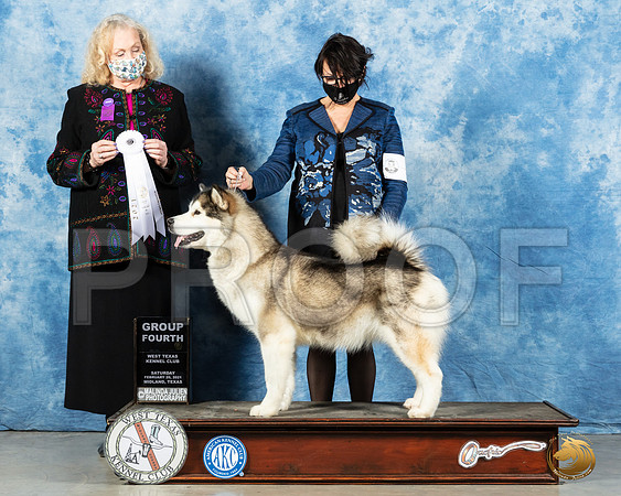 Alaskan Malamute #8 Sat G4 Judge Kimberly Meredith_MMJ_1562_Mdlnd21_HR3
