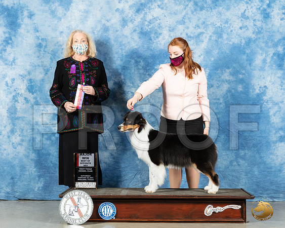 Australian Shepherd #70 Sat BOS Judge Kimberly Meredith_MMJ_1210_Mdlnd21_HR3