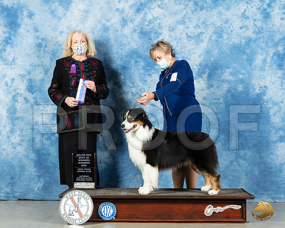 Australian Shephered #49 Sat BOW Judge Kimberly Meredith_MMJ_1204_Mdlnd21_HR3