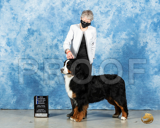 Bernese Mountain Dog #15 BOW Judge Carolyn Herbel_MMJ_1257_Mdlnd21_HR3