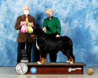 Bernese Mountain Dog #28 Sat OHRBIS Judge Ted Eubanks
