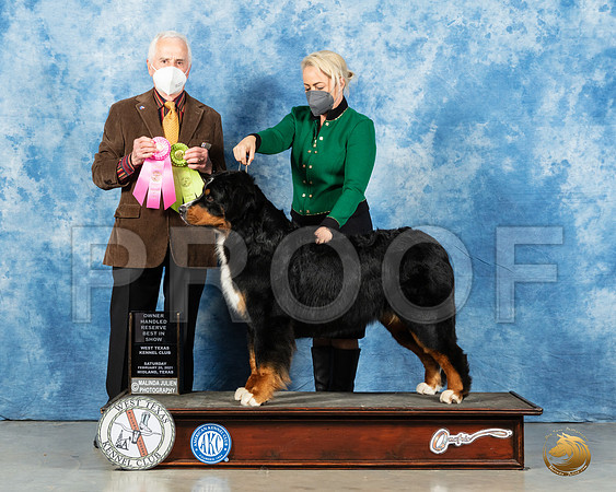 Bernese Mountain Dog #28 Sat OHRBIS Judge Ted Eubanks_MMJ_1435_Mdlnd21_HR3