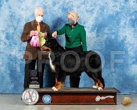 Bernese Mountain Dog #28 Sat OHRBIS Judge Ted Eubanks_MMJ_1436_Mdlnd21_HR3