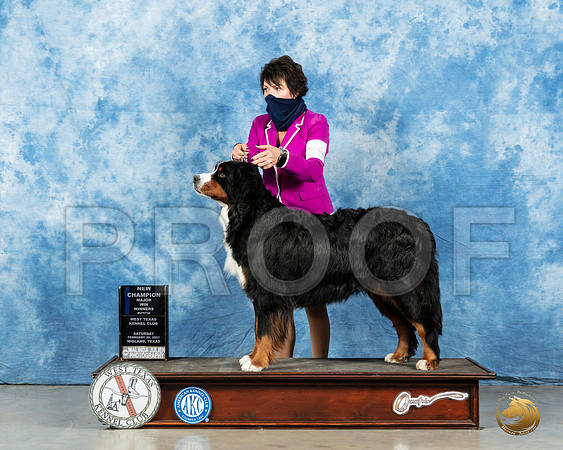 Bernese Mountain Dog #36 Sat WD Judge Carolyn Herbel_MMJ_1346_Mdlnd21_HR3